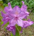 Rhododendron Ponticum